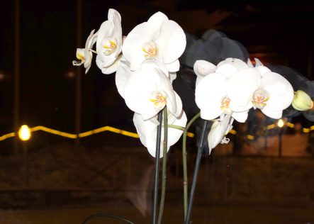 Orchids as a part of interior at Yastrebets Hotel and SPA, Borovets, Bulgaria