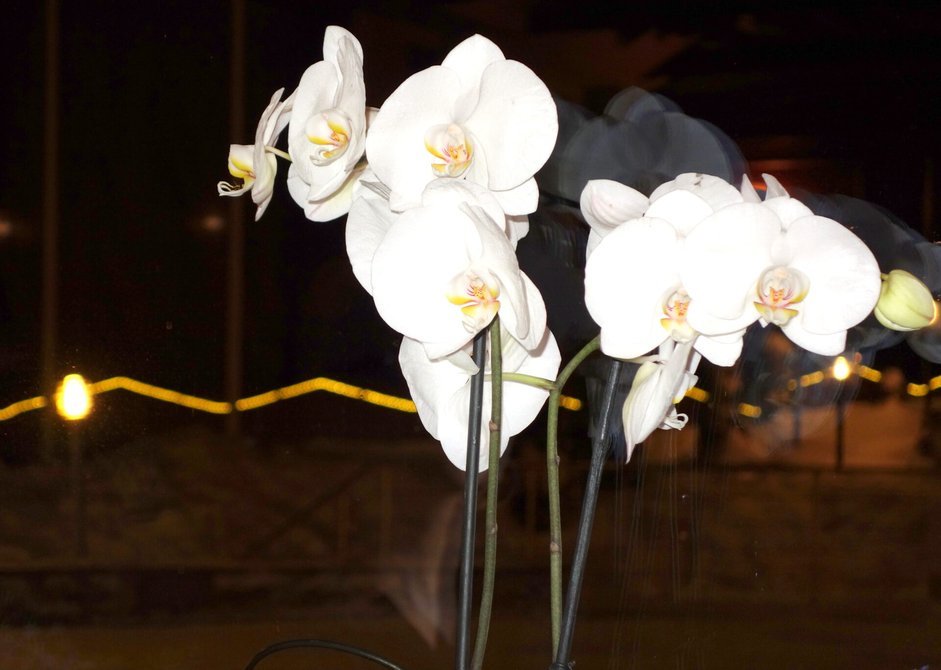 Orchids as a part of interior at Yastrebets Hotel and SPA, Borovets, Bulgaria