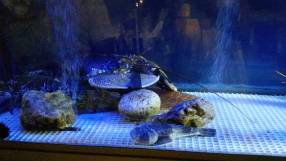Lobster tank at Thea Thalassa by placescases.com
