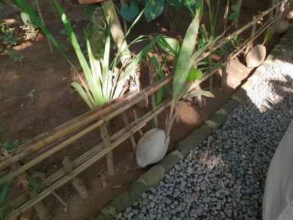 Кокосова палма бебе/ Baby coconut tree at coffee plantation Teba Sari, Bali, placescases.com