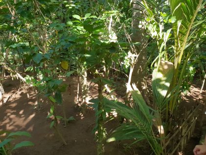 Плантация за кафе Teba Sari/ Teba Sari coffee plantaion on Bali, placescases.com