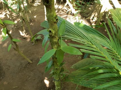 Ванилия на растение/Vanilla plant at Teba Sari coffee plantation, Bali Island, placescases.com