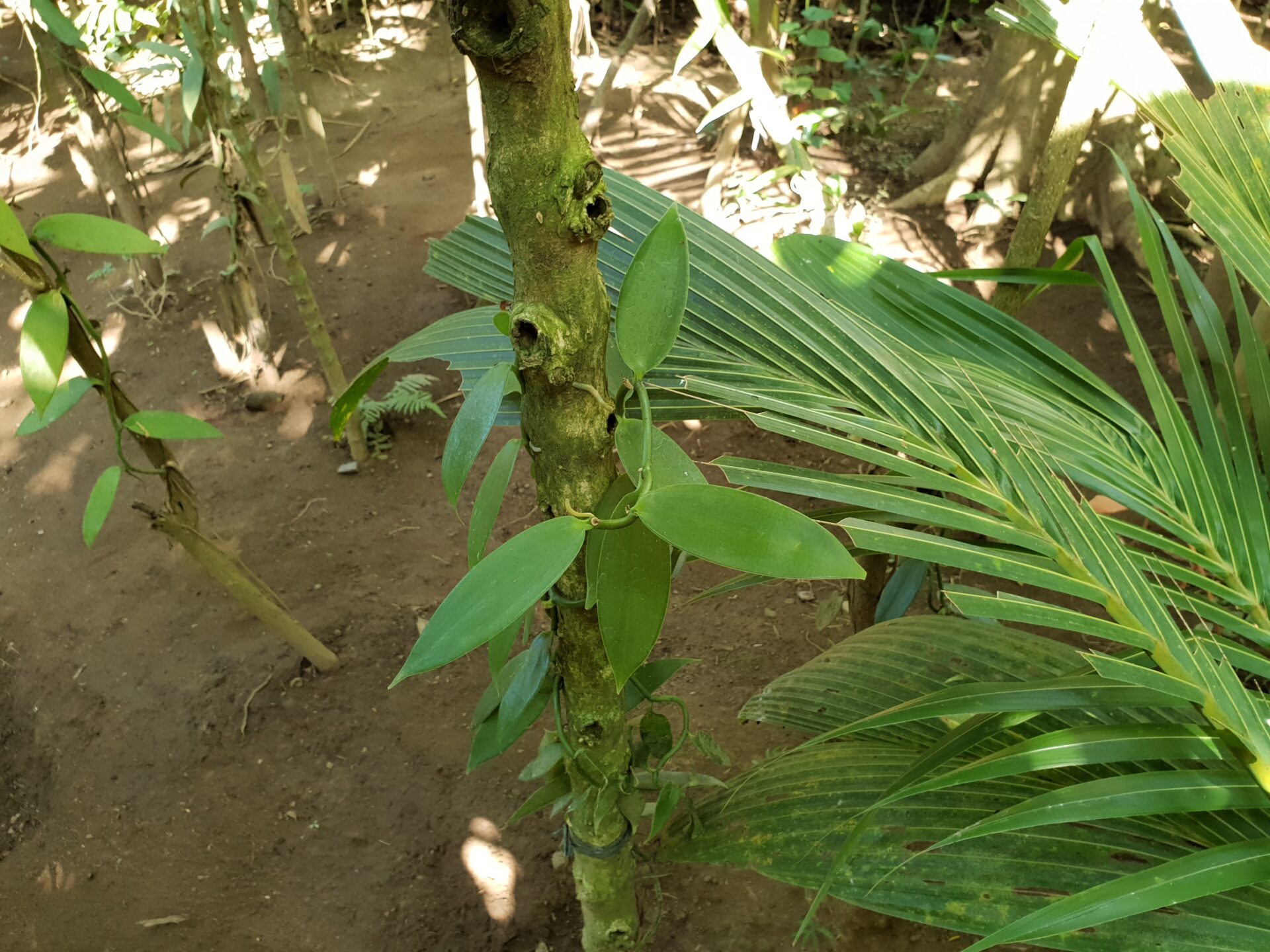 Ванилия на растение/Vanilla plant at Teba Sari coffee plantation, Bali Island, placescases.com