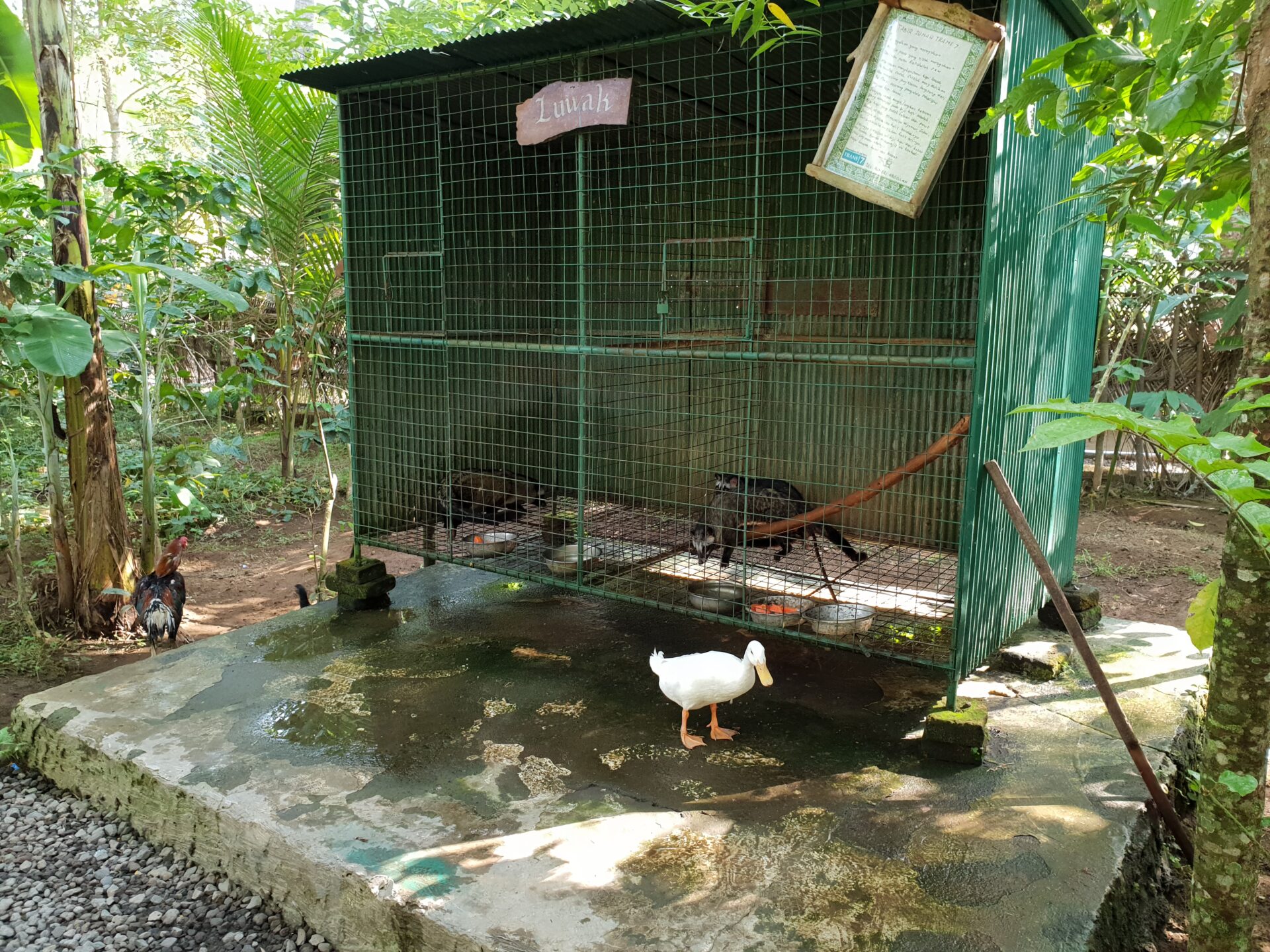 Циветки за показване на туристи/Civets to be presented for tourists at Teba Sari coffee plantation,Bali, placescases.com