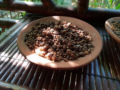 Сурово кафе от екскремент на циветка/Raw coffee from a civet excrement, placescases.com