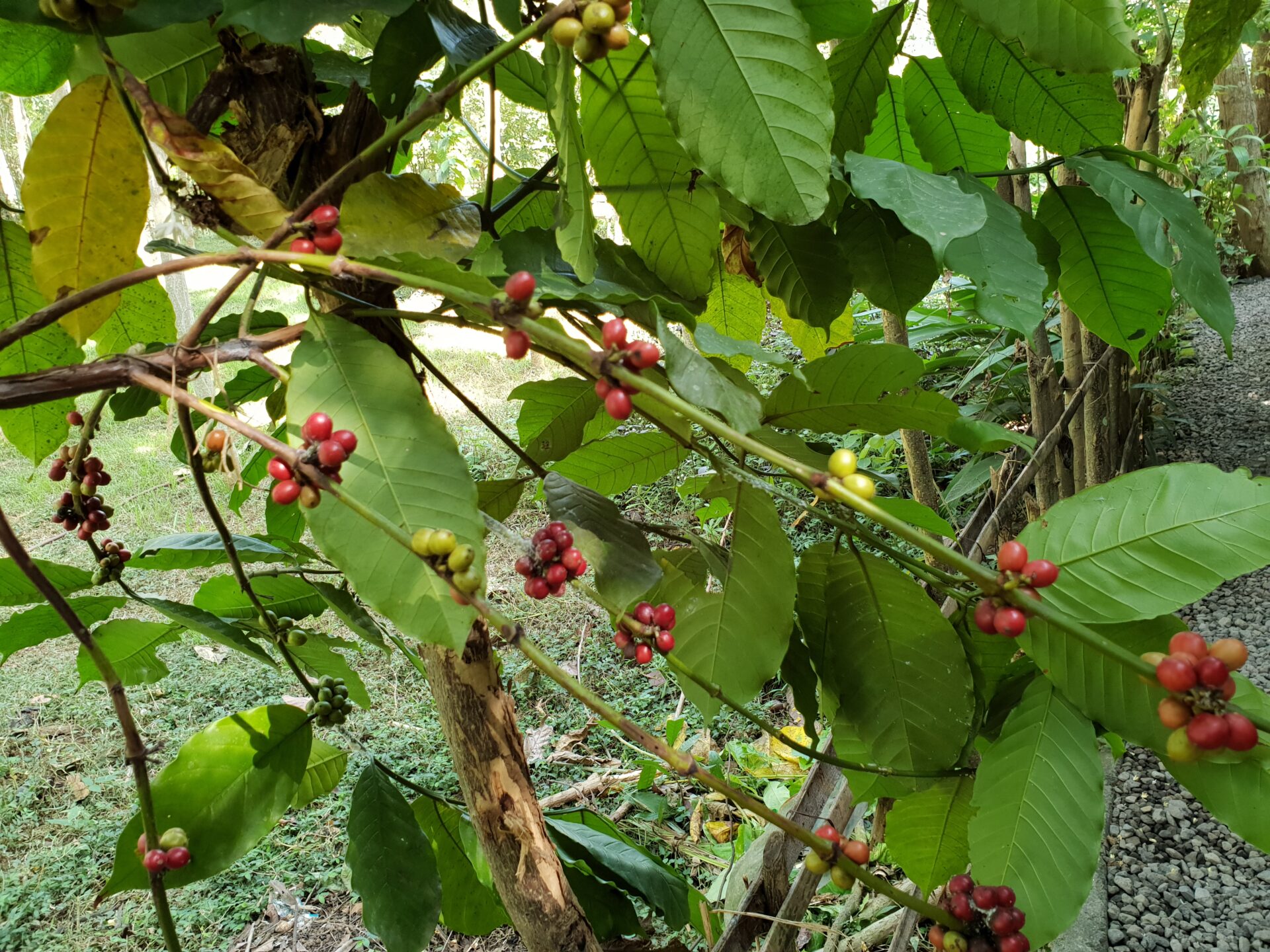 Зърна кафе на о-в Бали/ Coffee beans on Bali island, placescases.com