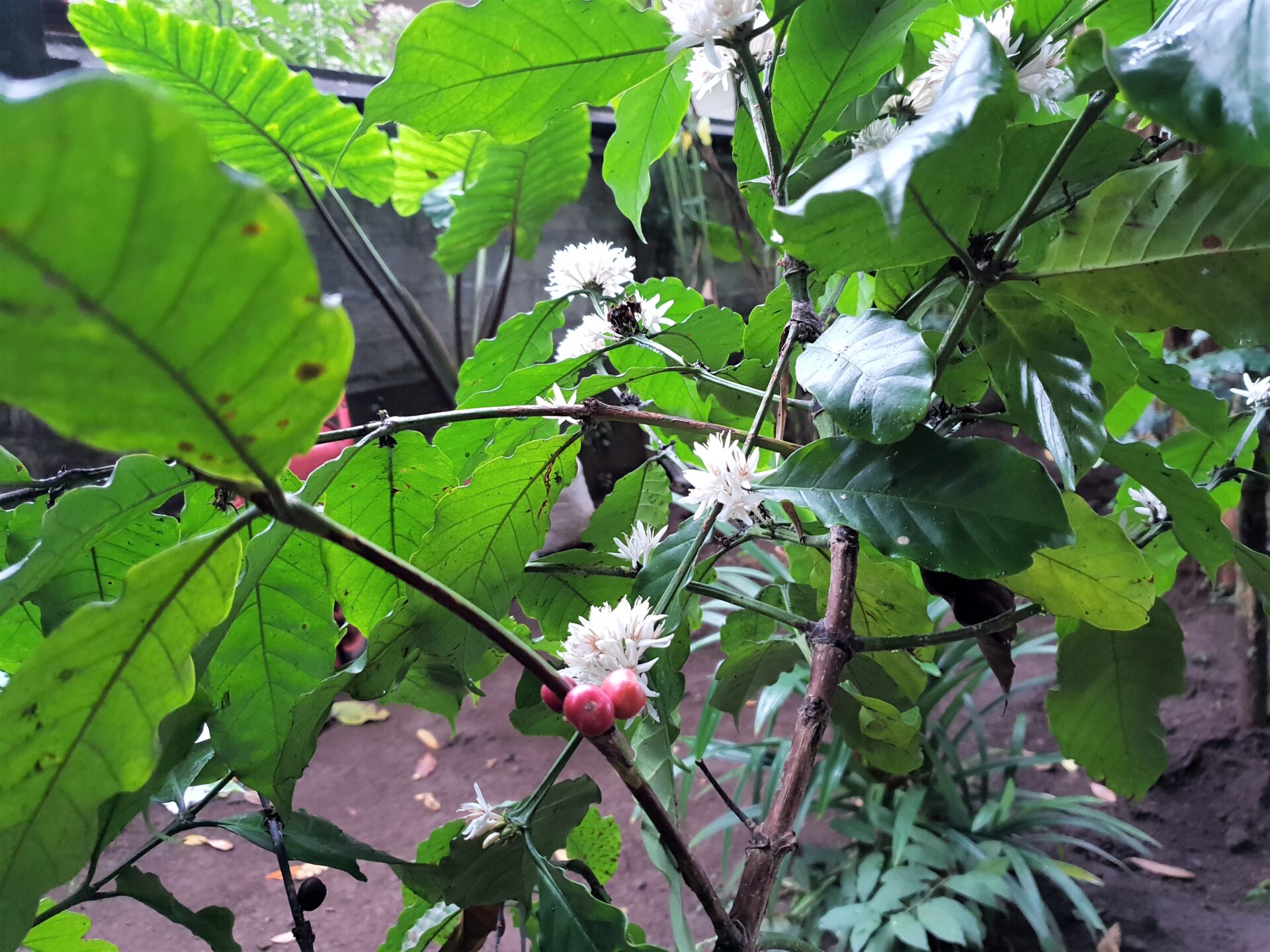 Цвят и зърна кафе/Coffee beans and blossoms, placescases.com
