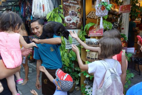 Циветка от о-в Бали/Civet from Bali island, placescases.com